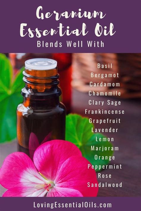 geranium essential oil blend recipes - geranium essential oil uses.